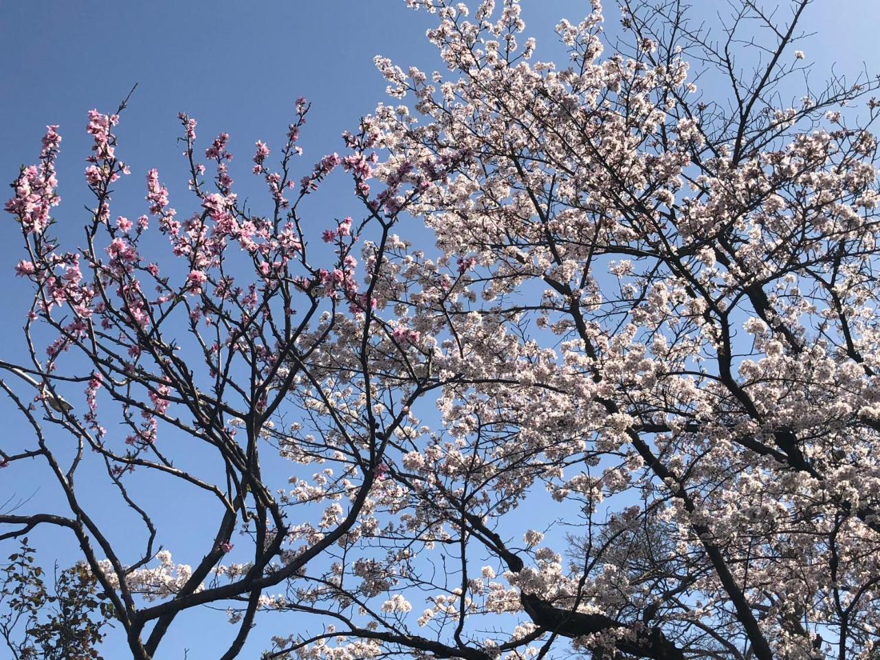 Hotel 京苑 Kyoen 京町家 Kioto Zewnętrze zdjęcie